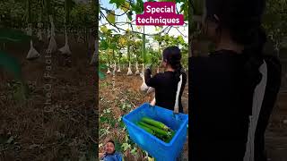 Special technique #agriculture #farming #facts #viralvideo