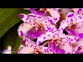 vanda orchids with many small flowers beauty in numbers