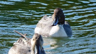 オナガガモの食事　Anas acuta eating（Northern Pintail,尾長鴨）