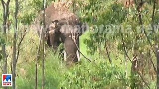 അരിക്കൊമ്പനെ പെരിയാര്‍ വന്യജീവി സങ്കേതത്തിലേക്ക് എത്തിച്ചേക്കും |Arikomban