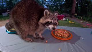 Raccoons choose the winning recipe!