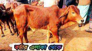 ২৮/০১/২৫/ বর্ডার এলাকার গরুর হাট থেকে খামার উপযোগী ছোট্ট ছোট্ট ষাঁড় গরুর দাম দর জানুন #cow