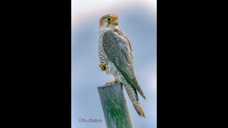 Red necked Falcon Dhanauri Dec 2024