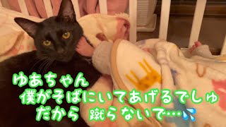 《お水を捕まえたい犬＆おまけのおはちゃん》 ピレバニ グレートピレニーズ