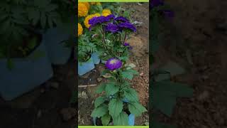 aster flower plant care tip