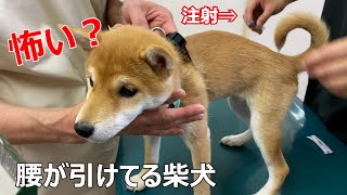 【豆柴】狂犬病の予防接種に行く