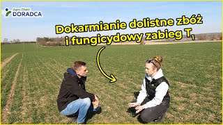 Dokarmianie dolistne zbóż i fungicydowy zabieg T1 | Optymalne warunki | nowość: POWER Efekt mikro