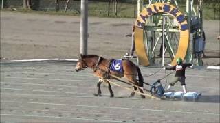 平成28年度全道祭典ばん馬1歳馬決勝大会 （2016.10.15）