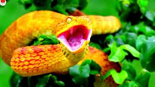 Screaming Snake 🐍🐍🐍 ||| Scary Voice of the snake |||