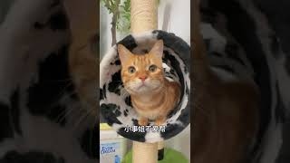 有事就给姐发消息哈阿福是只橘猫