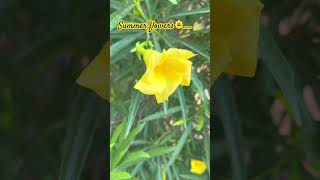 Yellow Flowering Bushes | Yellow Flower Shrubs for your garden to grow | Plant and Planting