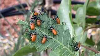 Who has been Eating the Leaves on my Pistachio Trees? Clytra Pests!!