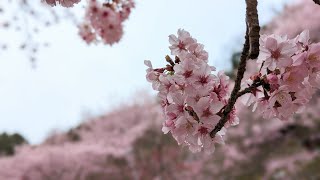 拉拉山恩愛農場，櫻花盛開中還可以在櫻花吹雪中野餐so romantic 💕