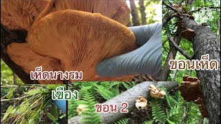 เดินป่าใหญ่วันแรกก็เจอเห็ดนางรมป่าเกือบเต็มขอนเลยค่ะ wild oyster mushroom