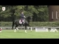 dancier hannover dressage stallion by de niro www.equine evolution.com