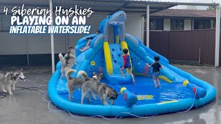 4 SIBERIAN HUSKIES PLAYING ON AN INFLATABLE WATERSLIDE!