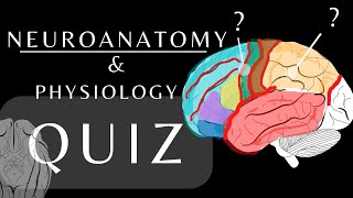 Neuroanatomy Quiz |Anatomy and Physiology of the Cerebrum |Lobes, Gyri  \u0026 Sulci #anatomyquiz #shorts