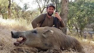 Wild Pig Hunt with Oak Stone Outfitters