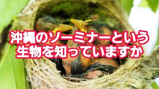 その動画には沖縄の【ソーミナー】という生物が映っていたんです！！