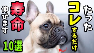 【全てが分かる】犬が泣くほど幸せな気持ちを感じること10選