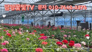 🌸48종 제라늄 담양꽃빛 분양영상🌸‼️매진번호: 4,12‼️