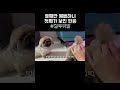 강아지도 질투라는걸 할까 테스트해봤습니다🔥 강아지 강아지일상 dog