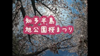 愛知県知多半島旭公園桜まつり