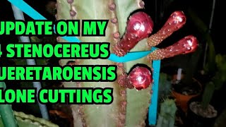 Update on my 4 Stenocereus queretaroensis clone cuttings