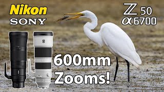 Bird Photography Nikon 180-600 Sony 200-600 Z50 a6700