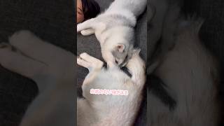 妹のお尻の匂いをチェックするシベリアンハスキー#シベリアンハスキー #ハスキー #ハスキー犬