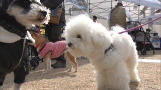 犬と飼い主が一緒に楽しめる「ドッグフェスタ」愛犬のファッションコンテストや「待て」の長さ競う催しも