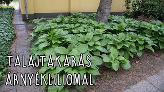 Talajtakarás árnyékliliommal - Hosta