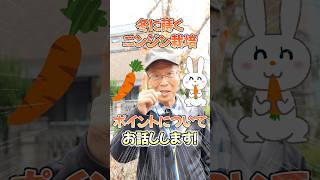 家庭菜園や農園のニンジン栽培は冬が育てやすい！冬蒔き栽培の秘訣とニンジンの育て方！ #shorts 【農家直伝】