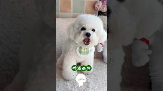 麻麻！我那麼愛你，你不要再兇寶寶了！ #宠物 #pets #搞笑 #比熊 #cute #萌宠 #funny #狗狗 #cutedog #萌寵 #bichonfrise