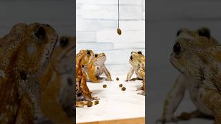 慌ただしいミヤコヒキガエルと餌 Funny Toad Video #funny #cute