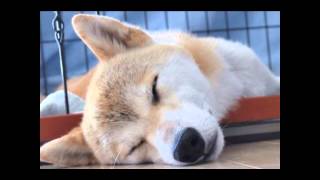 可愛い犬の寝顔詰め合わせ cute dog sleeping