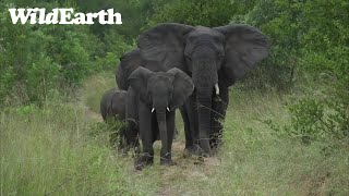 WildEarth - Sunset Safari - 19 February 2022