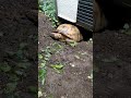 雨の日のケヅメリクガメの巣穴（second house）geochelone sulcata เต่าเดือยแอฟริกา　अफ्रीकी प्रेरित कछुआ　 shorts