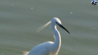 小白鷺:2021新編台灣野鳥集錦.即日起按筆畫順序介紹一般留鳥.首先是小白鷺.難得拍到小白鷺群飛壯觀畫面.(Wild Birds of Taiwan)