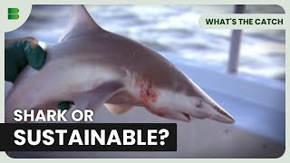 Sustainable Fish and Chips Done Right - What's The Catch - Documentary