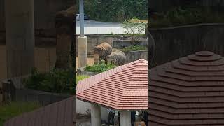 正月🎍①インドゾウ・印度象・リュウトくん・リュウカちゃん♦Indian_Elephant ・・・沖縄こどもの国・Okinawa Zoo \u0026 Museum(20220103)