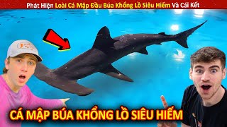 Phát Hiện Loài Cá Mập Đầu Búa Khổng Lồ Siêu Hiếm Và Cái Kết || Review Giải Trí Đời Sống