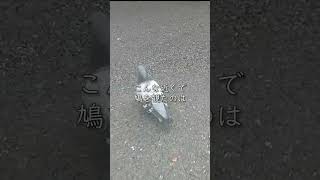 初めて鳩を可愛いと思った瞬間『pigeon』