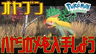 【ポケモンアルセウス】オヤブンのハヤシガメを入手しよう【Pokémon LEGENDS アルセウス】