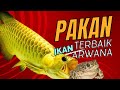 The Best Arowana Fish Food and Its Benefits - Beginners MUST WATCH!!