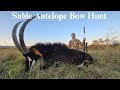 Heart-Pounding Action: Sable Antelope Bow Hunting Adventure