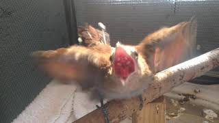 Hungry baby cuckoo - Belize Bird Rescue