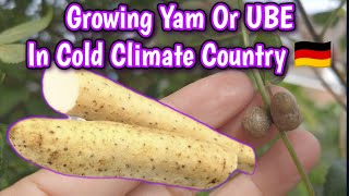 Winter Hardy Chinese Yam - A Must-try! #gardening  #organicgardening #homegrown #organicgardening