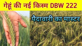 ਕਣਕ ਦੀ ਨਵੀਂ ਕਿਸਮ DBW 222 ਉਪਜ ਦਾ ਮਾਸਟਰ।