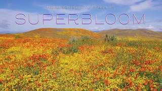 Preview of "Superbloom" Nature Relaxation Film